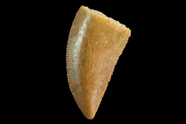 Serrated, Raptor Tooth - Real Dinosaur Tooth #88123